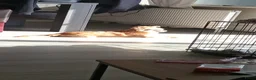 Kruising honden te koop: Kiwi zoekt een gouden mandje  - Advertentie 4