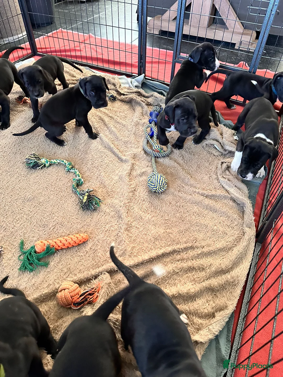 Duitse Dog honden te koop: Duitse Dog Pups - Advertentie 2