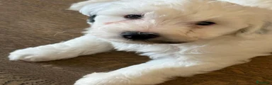 Maltipoo 3