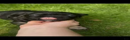 Franse Bulldog honden te koop: Franse Bulldog pups! Uniek dna+ arfe stamboom - Advertentie 19