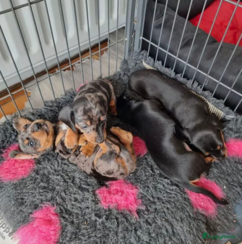 Dwergpinscher honden Schattige Dwergpinscher - Advertentie 1