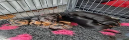 Dwergpinscher honden te koop: Schattige Dwergpinscher - Advertentie 1