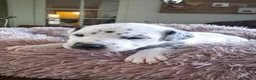 Dalmatiër honden te koop: Dalmatiër pups met stamboom  - Advertentie 5