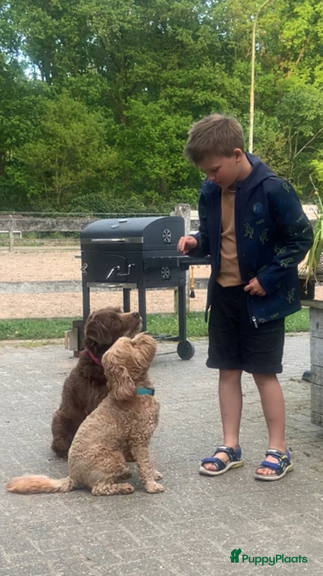 Labradoodle honden te koop: Kleine medium labradoodle F1 pups  - Advertentie 10