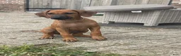 Rhodesian Ridgeback honden te koop: 10 prachtige Rhodesian Ridgeback pups te koop - Advertentie 6