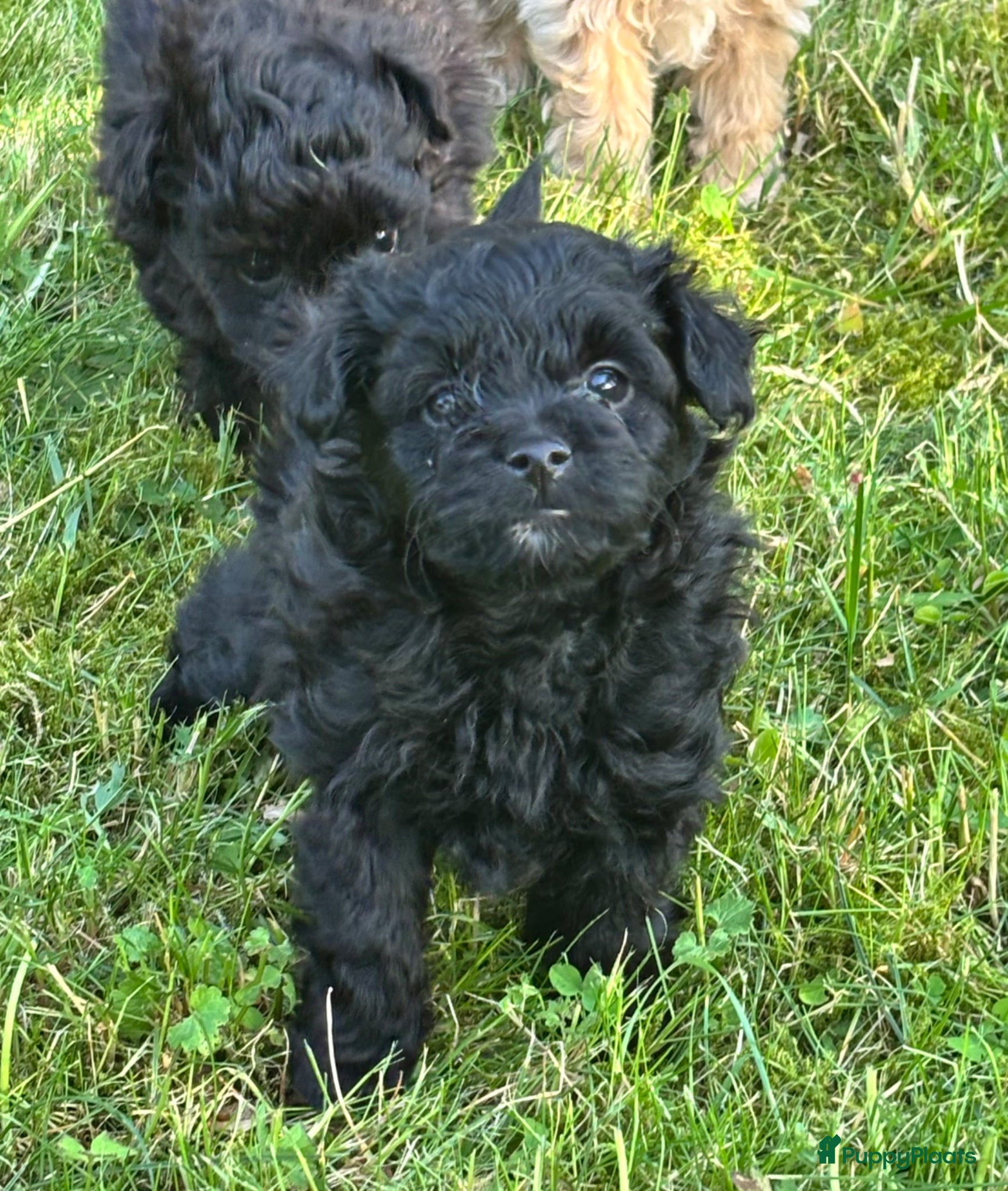 Kruising honden te koop: Pomapoo pups uit geteste ouders - Advertentie 5
