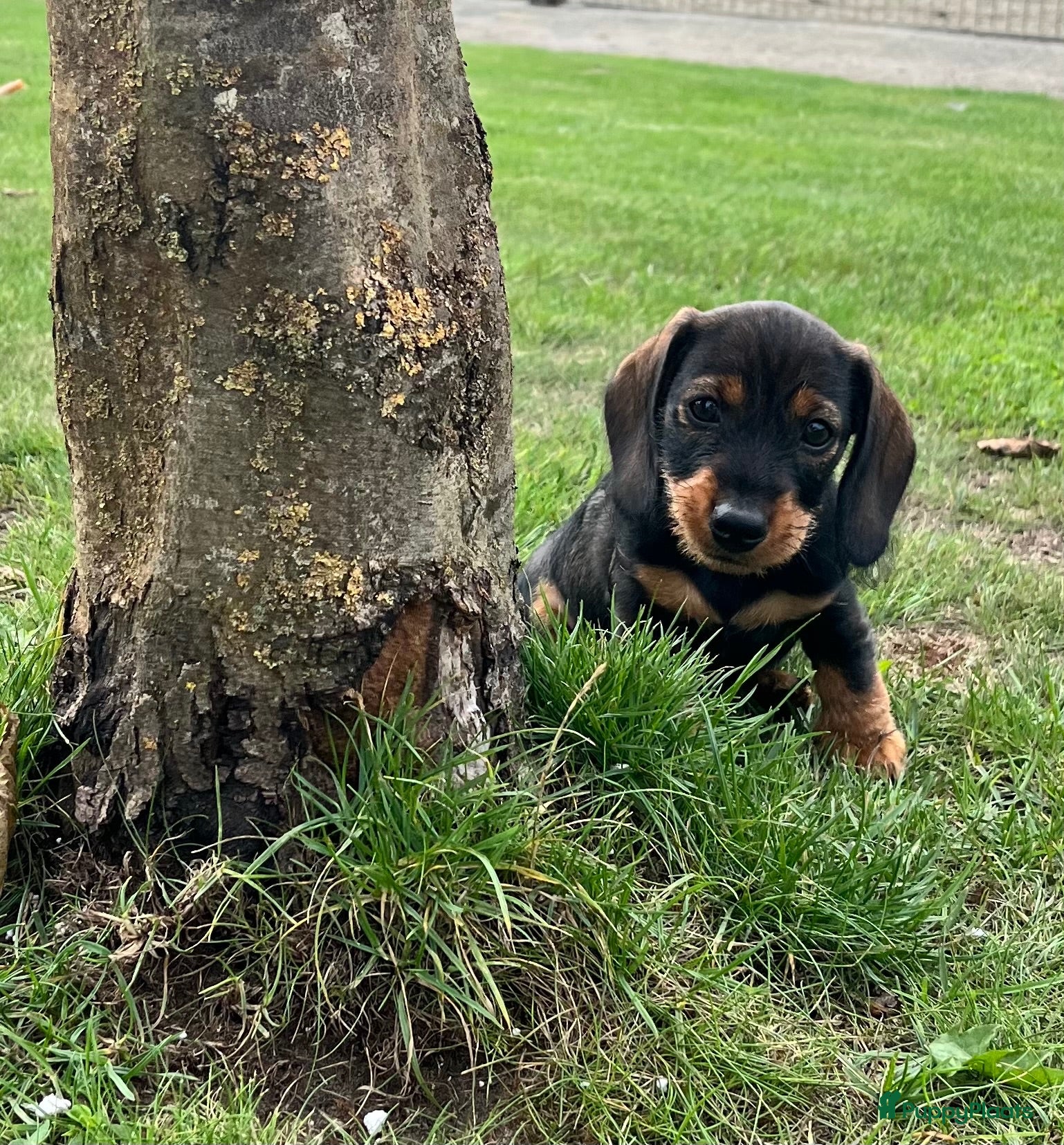 Ruwhaar Teckel honden Kaninchen Dwergteckel reutje Ruwhaar met stamboom - Advertentie 1