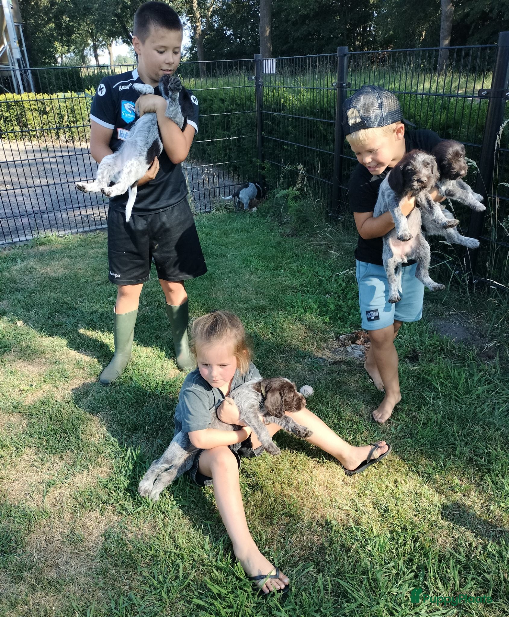 Duitse Staande Hond Draadhaar honden Prachtige Duitse Staande Draadhaar pups - Advertentie 2