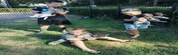 Duitse Staande Hond Draadhaar honden te koop: Prachtige Duitse Staande Draadhaar pups in Reusel - Advertentie 2