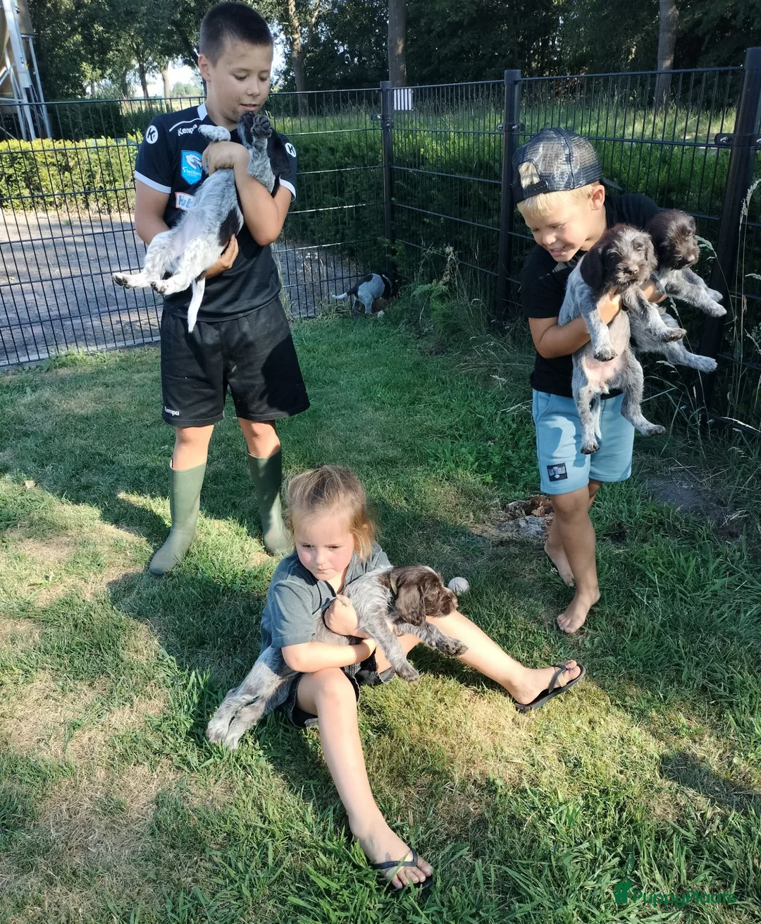 Duitse Staande Hond Draadhaar honden te koop: Prachtige Duitse Staande Draadhaar pups in Reusel - Advertentie 2