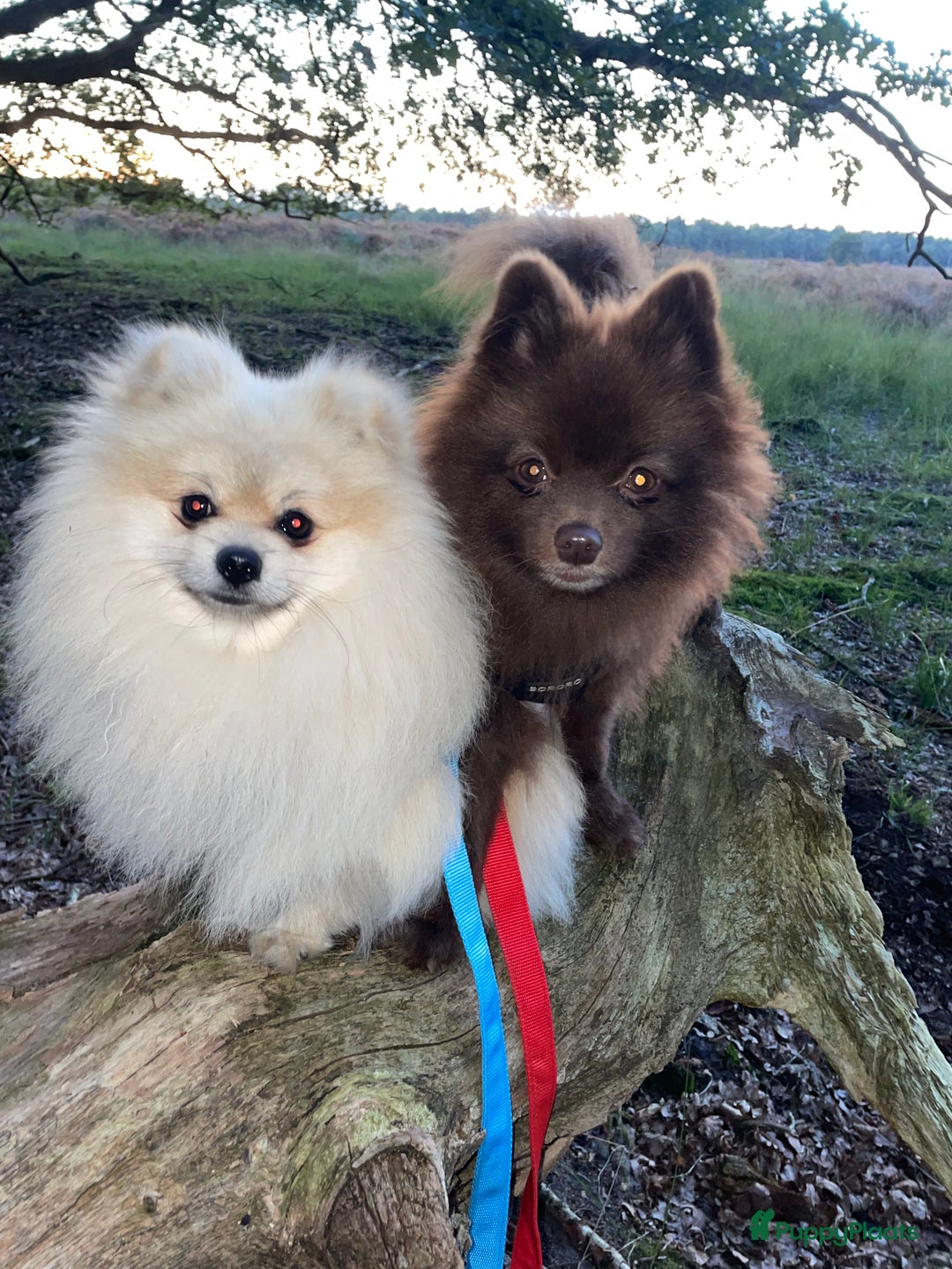 Pomeriaan honden te koop: prachtige pomeriaan pups te koop 1 reutje 1 teefje - Advertentie 14