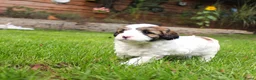 Kruising honden te koop: mooie Cava/Malti-Poo pups  in Boxtel - Advertentie 4