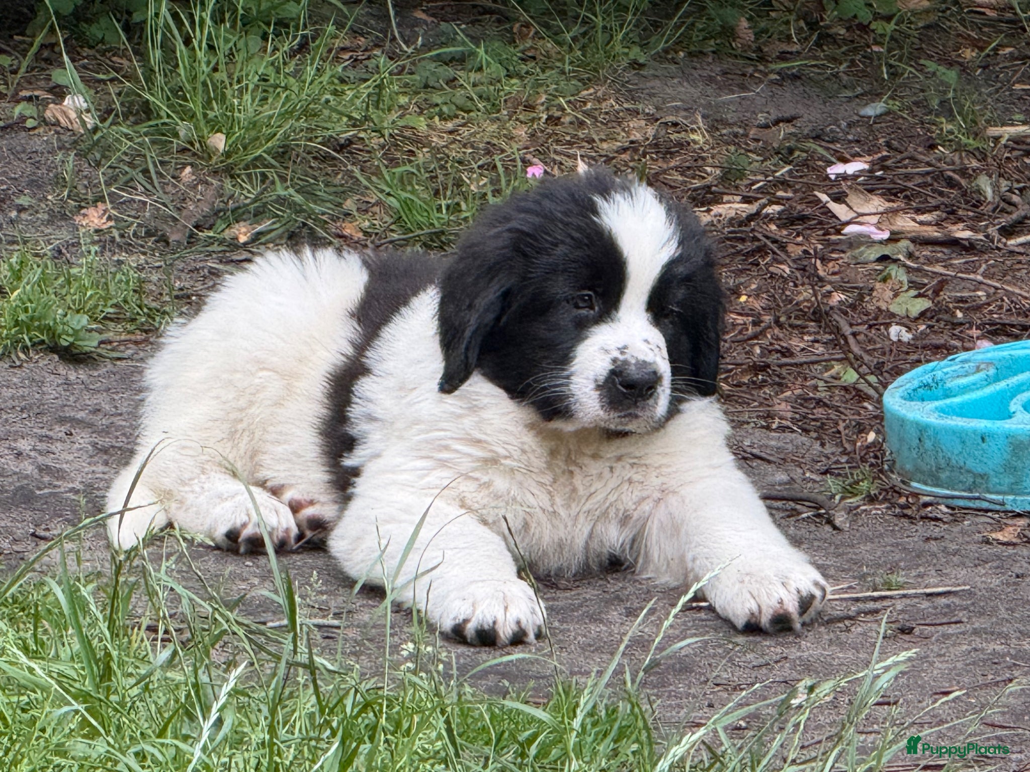 Kruising honden Mega lieve Landseer X Tatra/Aussie/Leonberg pups - Advertentie 2