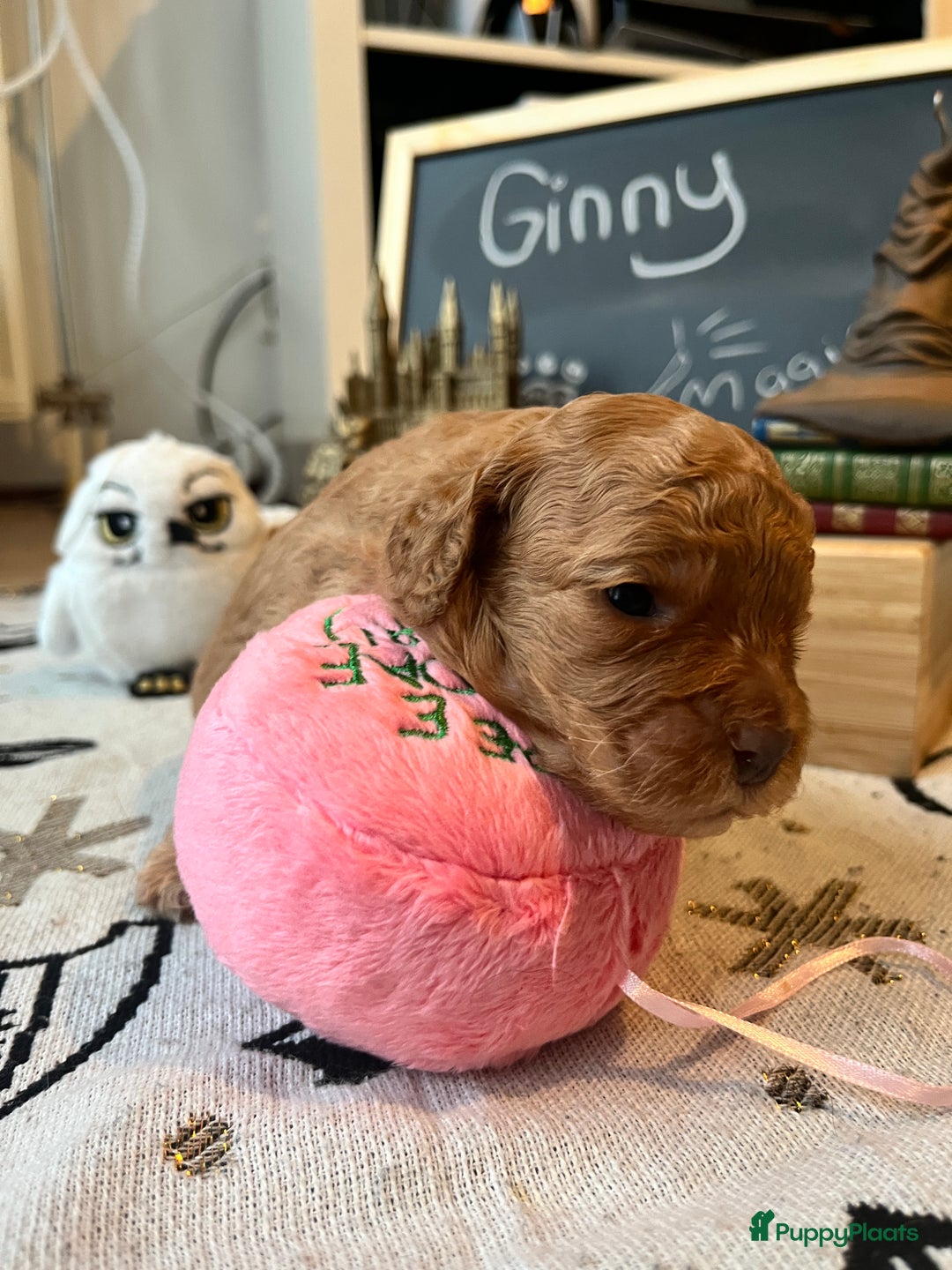 Cockapoo honden te koop: Health-Checked Mini Cockapoo Litter - Advertentie 21