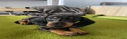 Teckel (korthaar)  honden te koop: Te koop nog 1 reutje kanichen  teckel  - Advertentie 2