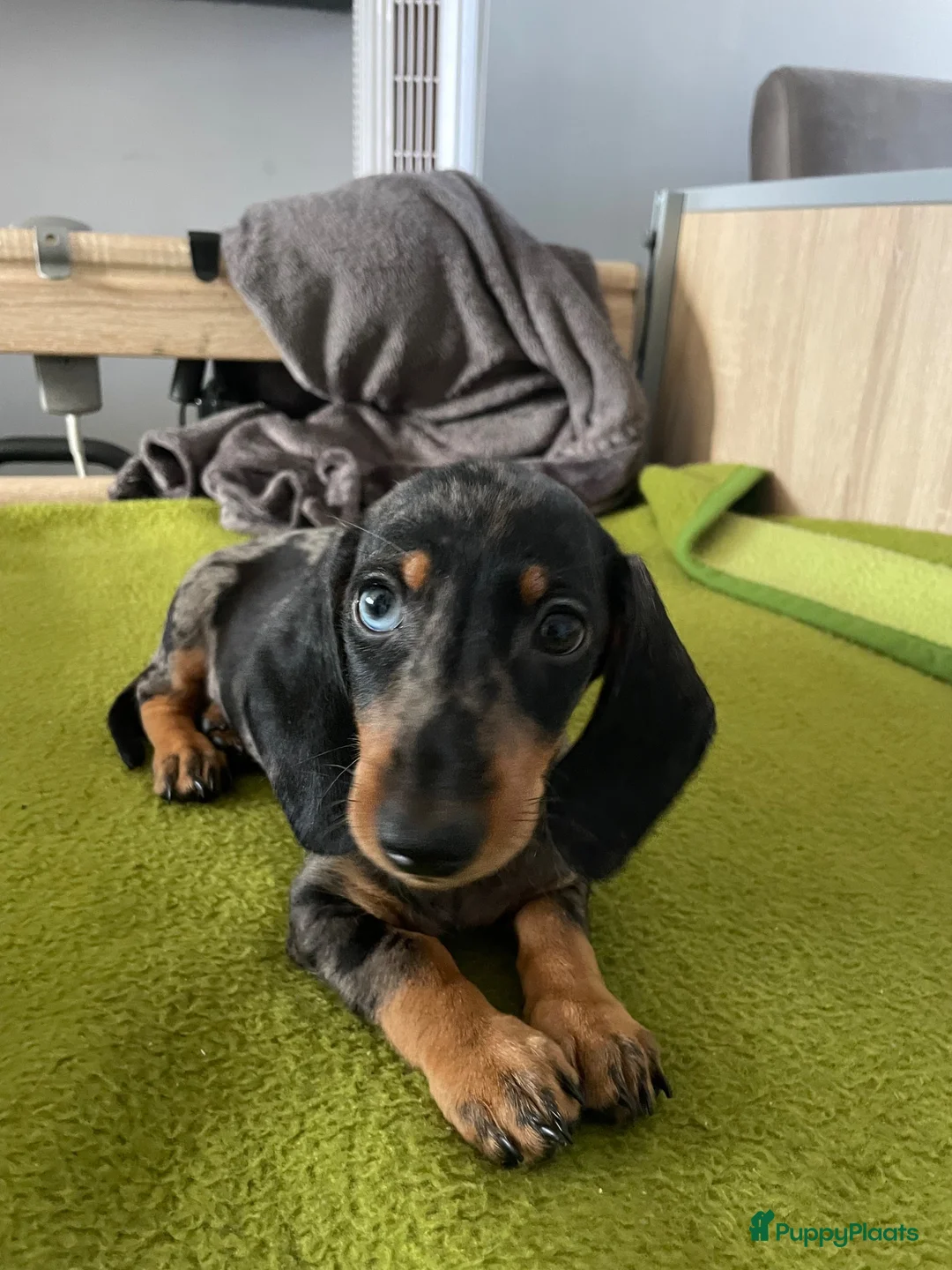 Teckel (korthaar)  honden te koop: Te koop nog 1 reutje kanichen  teckel  - Advertentie 2