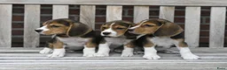 Beagle honden te koop: Prachtige Beagle pups met stamboom ! - Advertentie 8