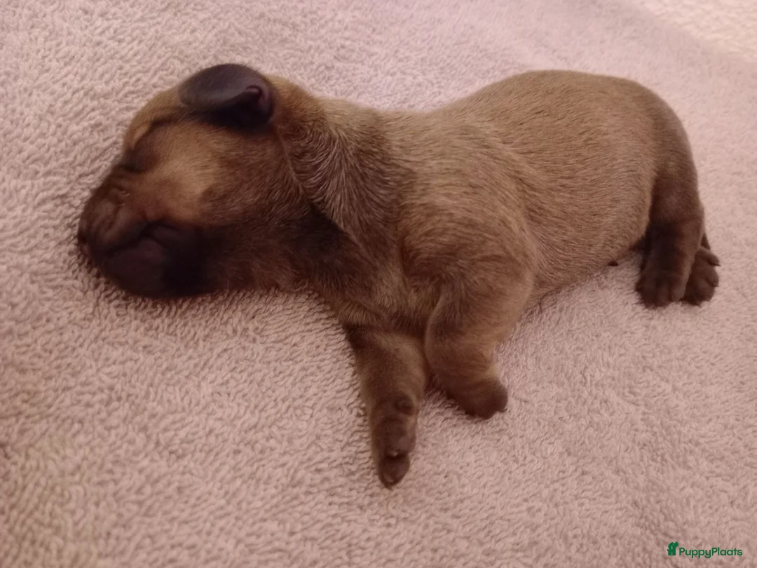 Kruising honden te koop: Charcoal and tan - Creme infused & Shaded Cream - Advertentie 12