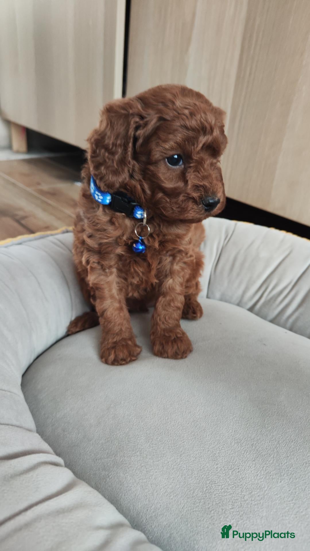 Kruising honden Dwergpoedels puppy's 🥰 - Advertentie 10