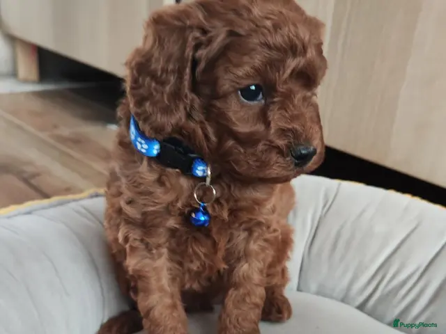Kruising honden Dwergpoedels puppy's 🥰 - Advertentie 10
