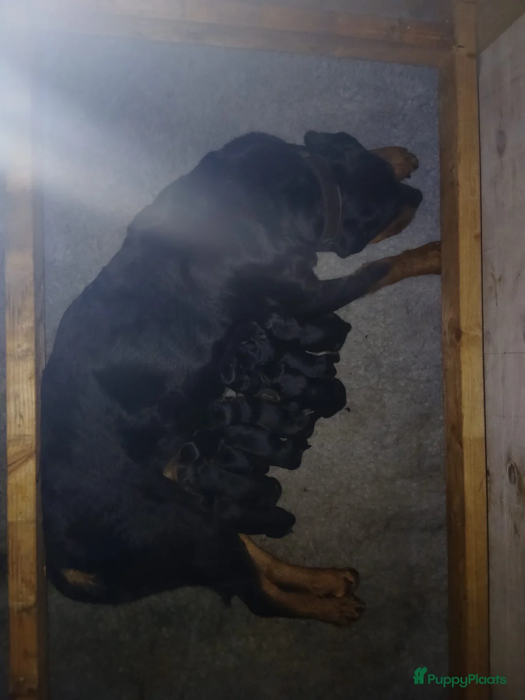 Rottweiler honden te koop: Lieve rottweiler pups te koop - Advertentie 2