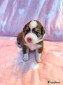 Australian Shepherd Puppy 4