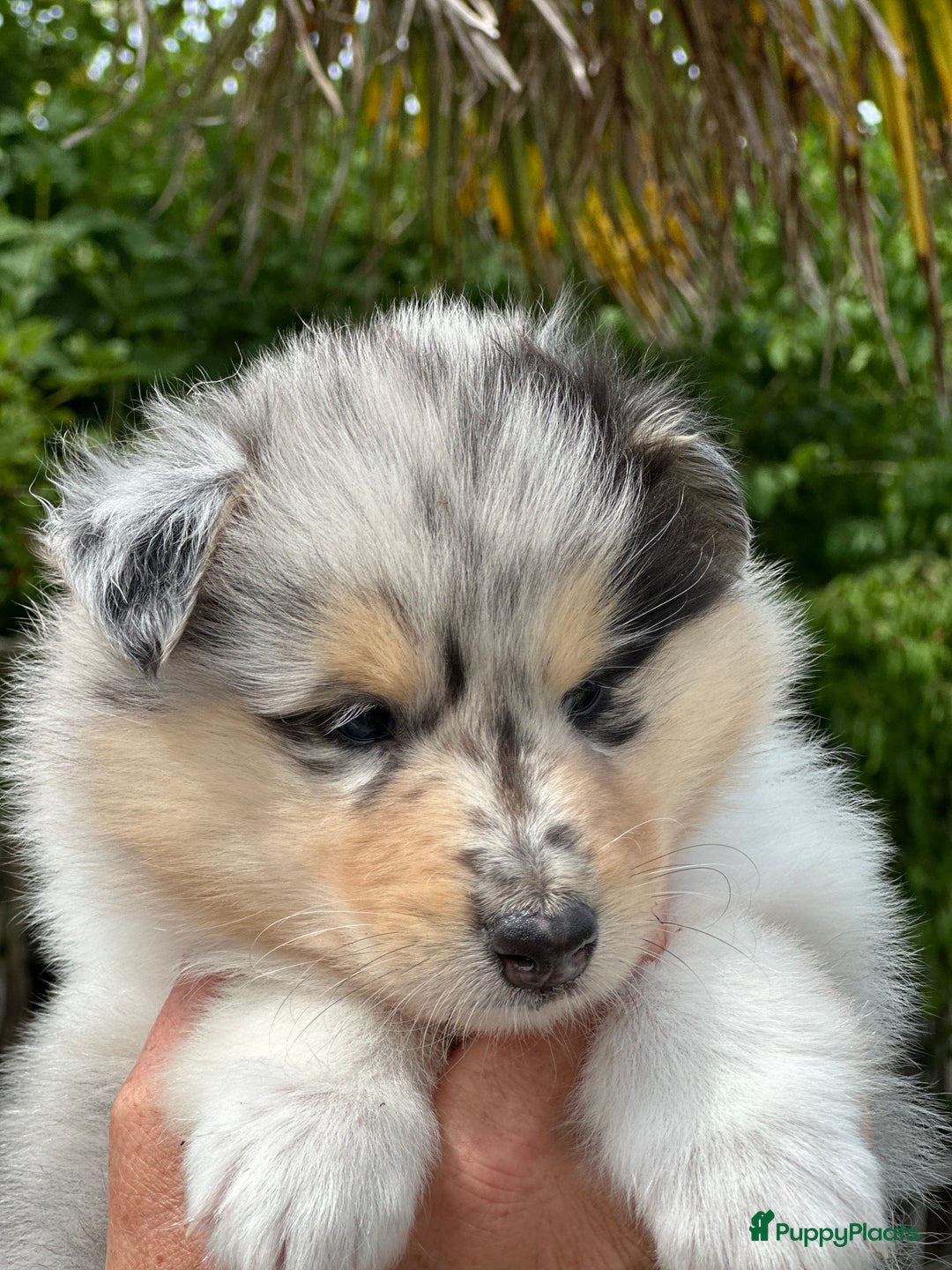 Schotse Herdershond langhaar honden te koop: Schotse Collie Pups Tricolor en Blue Merle - Afbeelding 10