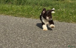 Spaanse Waterhond honden te koop: Spaanse Waterhond pups - Afbeelding 17