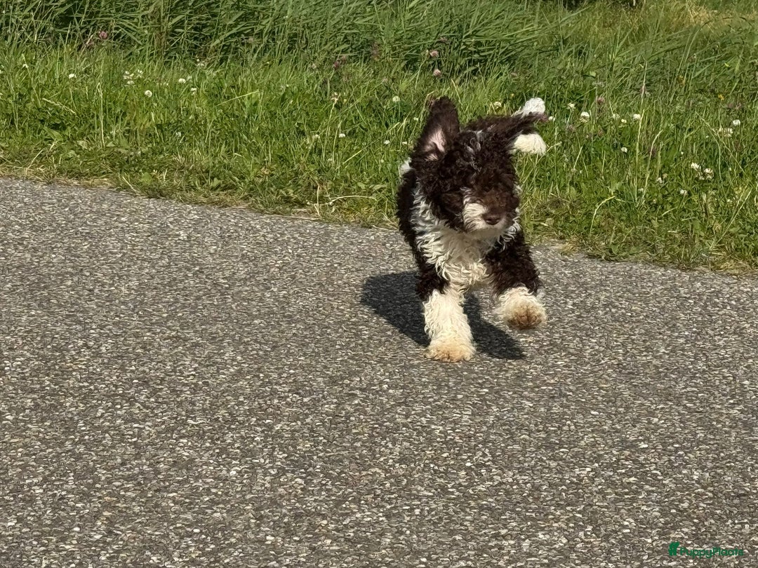 Spaanse Waterhond honden te koop: Spaanse Waterhond pups - Afbeelding 17