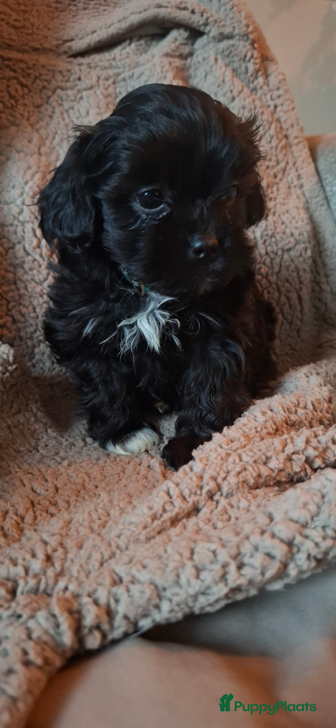 Maltipoo honden te koop: Prachtige maltipoo pups 🥰 - Advertentie 2