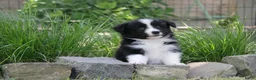 Border Collie honden te koop: Z-nest van Mellon en Silver - Advertentie 4
