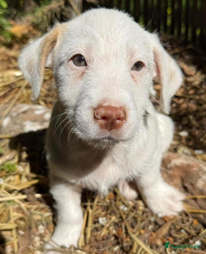 Kruising honden gasper deze jongen wil heel graag een eigen mand - Advertentie 3