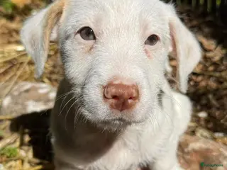 Kruising honden gasper deze jongen wil heel graag een eigen mand - Advertentie 3