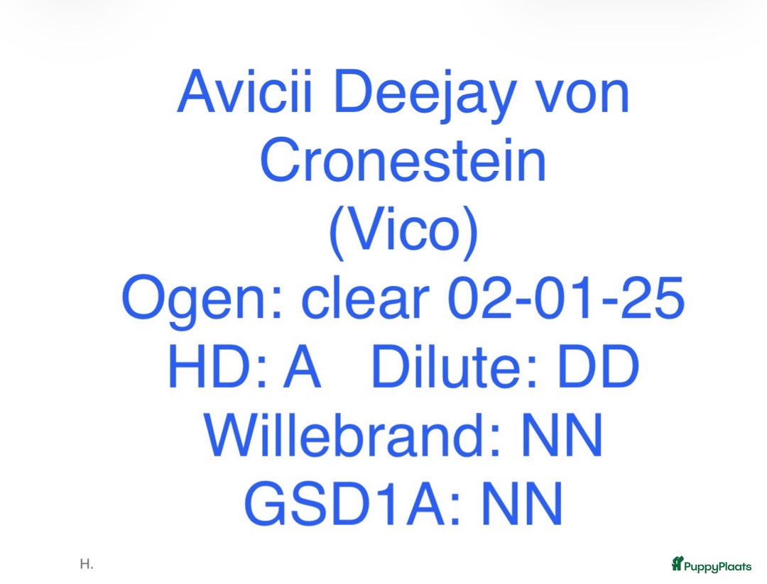 Duitse Pinscher honden te koop: Duitse Pinscher puppy’s - Advertentie 3