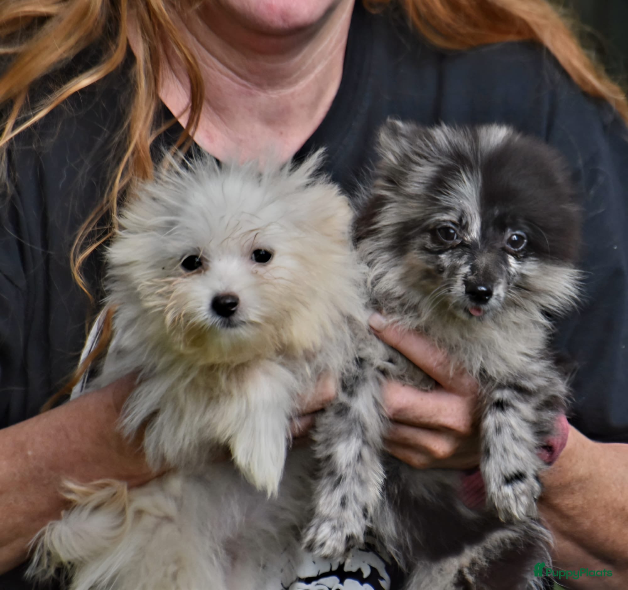 Kruising honden 6 Prachtige BooPom’s, 4 meiden🎀 2 jongens🧢 - Advertentie 1