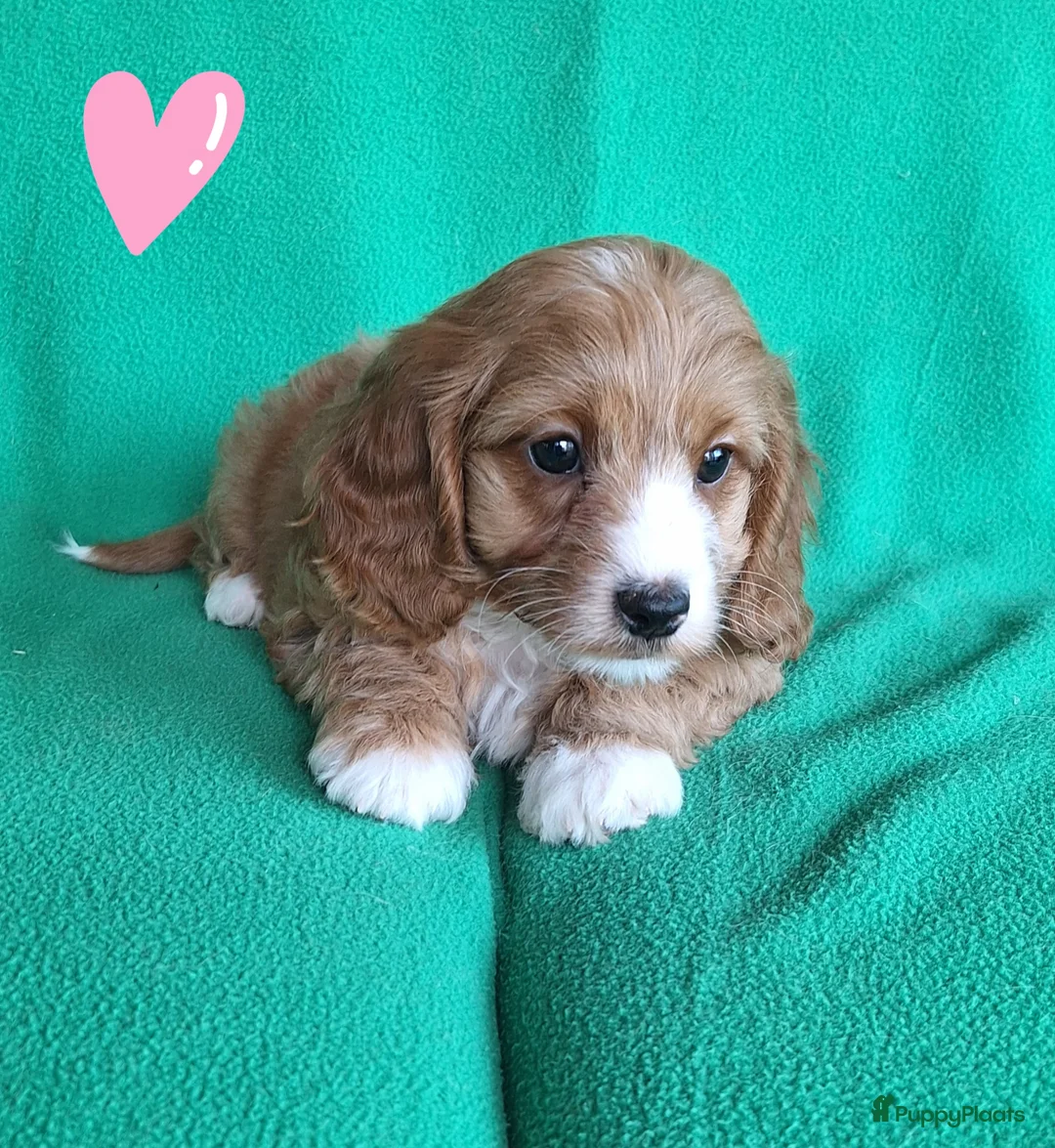 Kruising honden te koop: Mini Doodle Pups  - Advertentie 2