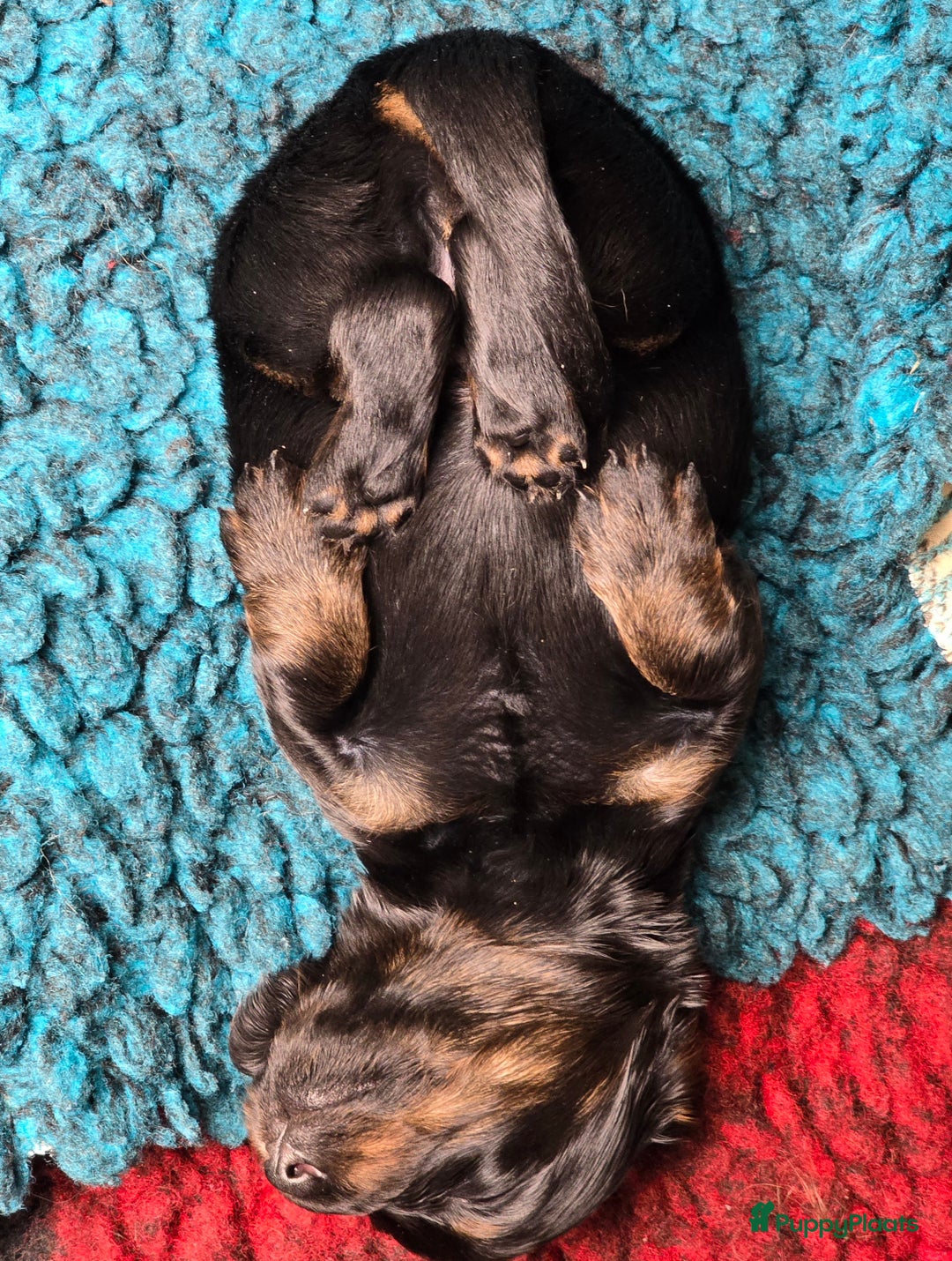 Teckel (langhaar) honden te koop: St. Langharige Black & Tan puppy's te koop - Afbeelding 3