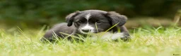 Welsh Corgi Cardigan honden te koop: Welsh Corgi Cardigan reutje - Advertentie 3