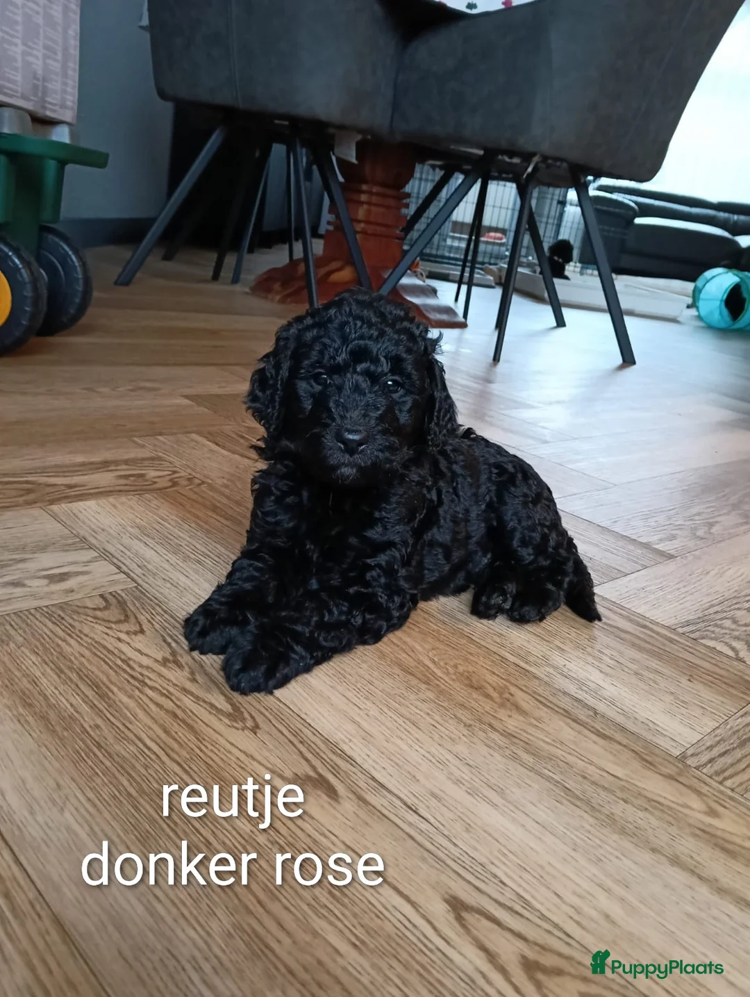 Labradoodle honden te koop: Super mooie labradoodle puppy's  - Advertentie 6