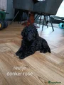 Labradoodle Puppy 2