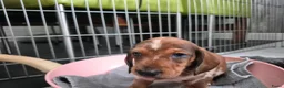 Teckel (korthaar)  honden te koop: Dwerg teckel pups - Advertentie 25