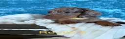 Teckel (korthaar)  honden te koop: 5 teckel mannetjes - Advertentie 14