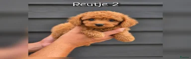 Reutje 2