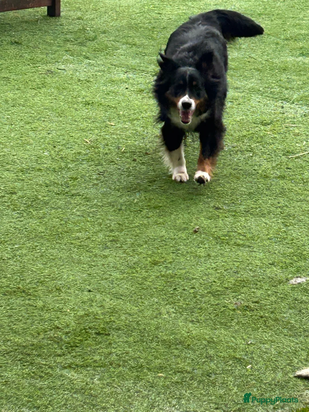 Australian Shepherd honden te koop: Miniatuur American shepherd  - Advertentie 2