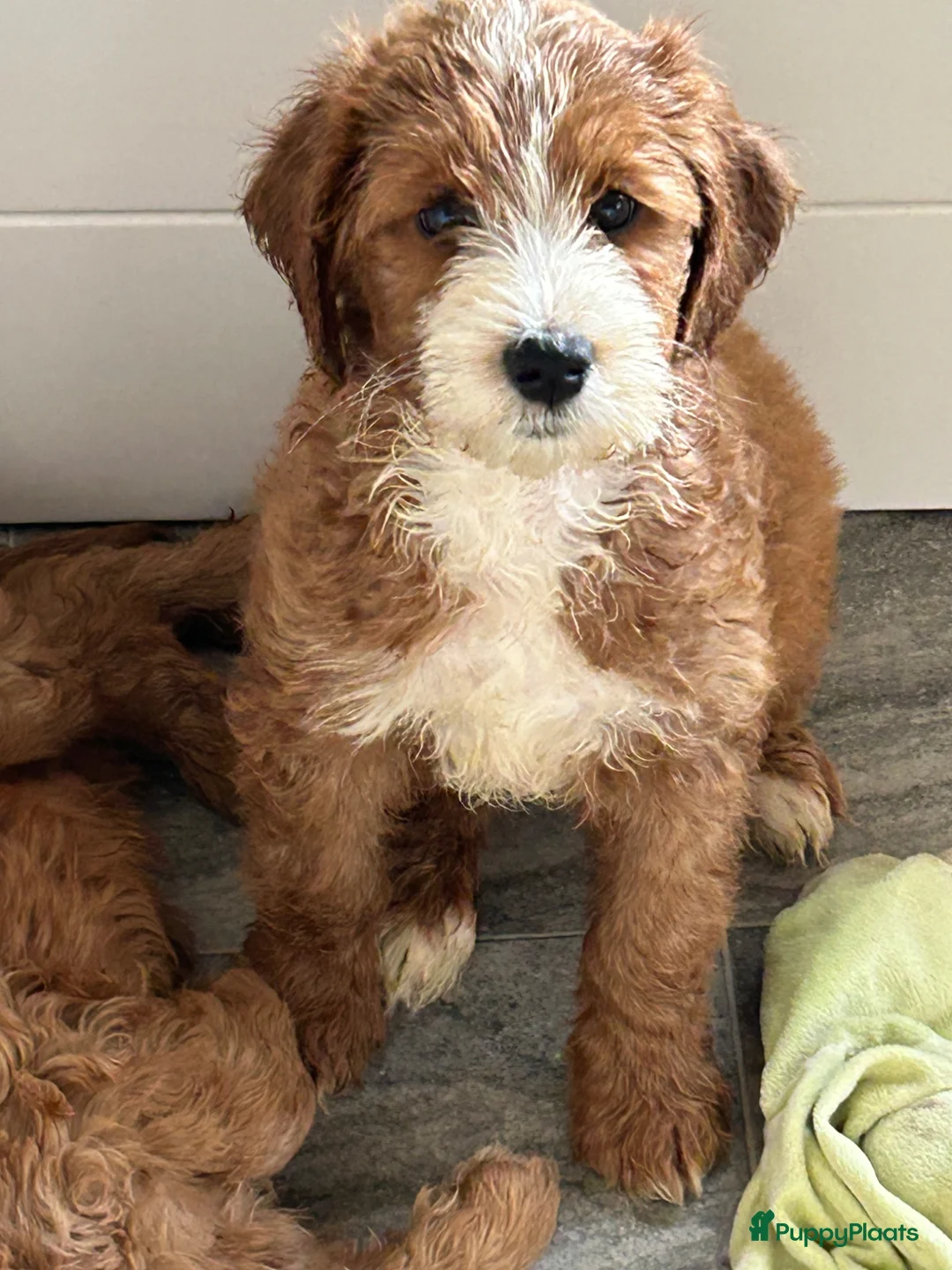 Australian Labradoodle honden te koop: Puppy beschikbaar! Australian Labradoodle - Advertentie 2