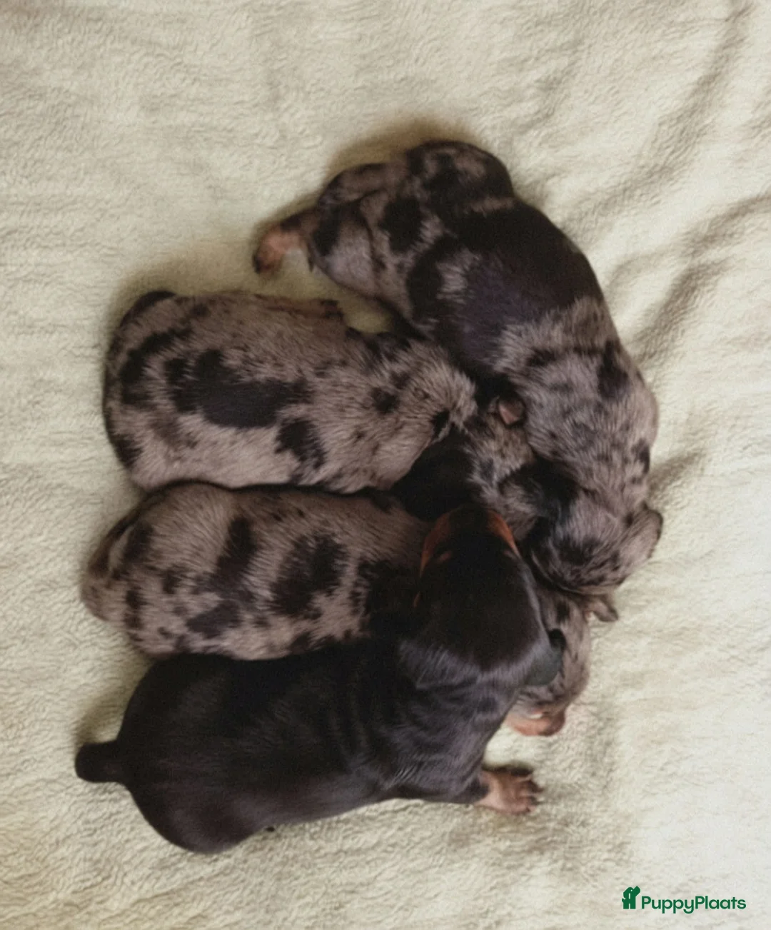 Teckel (korthaar)  honden te koop: Teckel puppy's - Advertentie 2