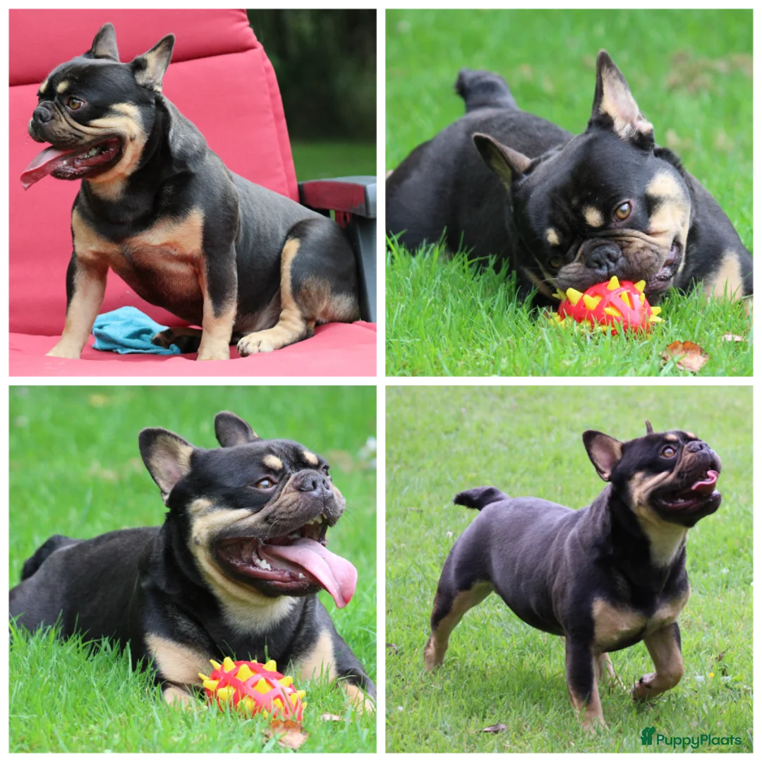 Franse Bulldog honden te koop: Franse Bulldog pups - Advertentie 28