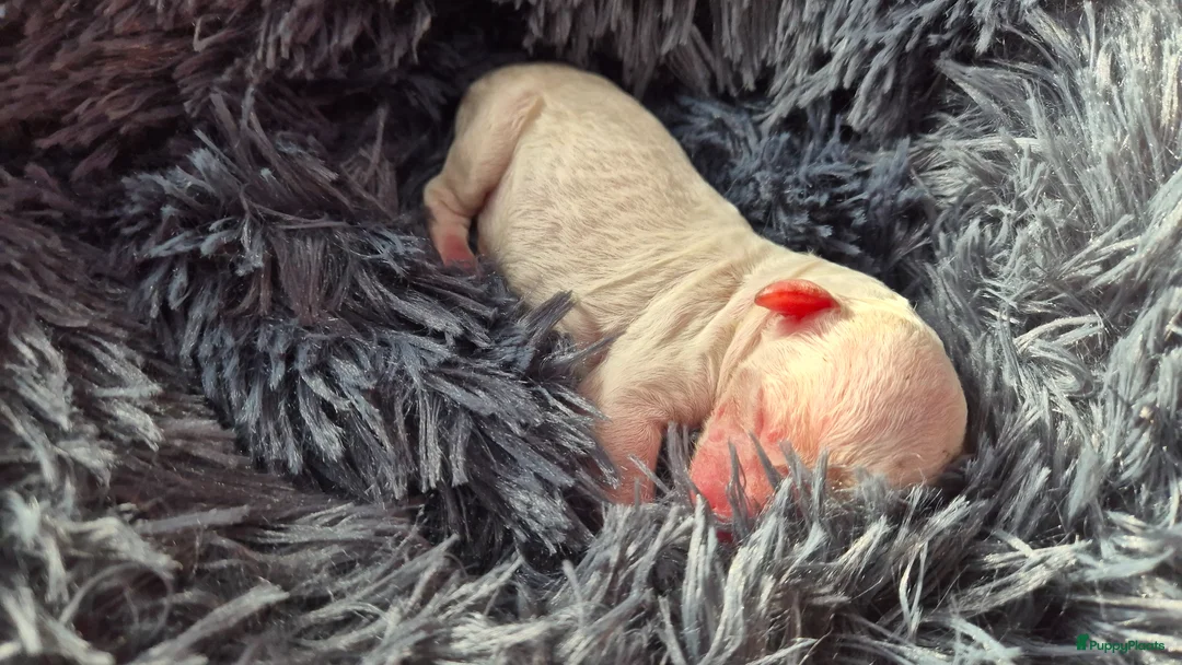 Cockapoo honden te koop: Cockapoo pups uit geteste ouders. - Advertentie 2