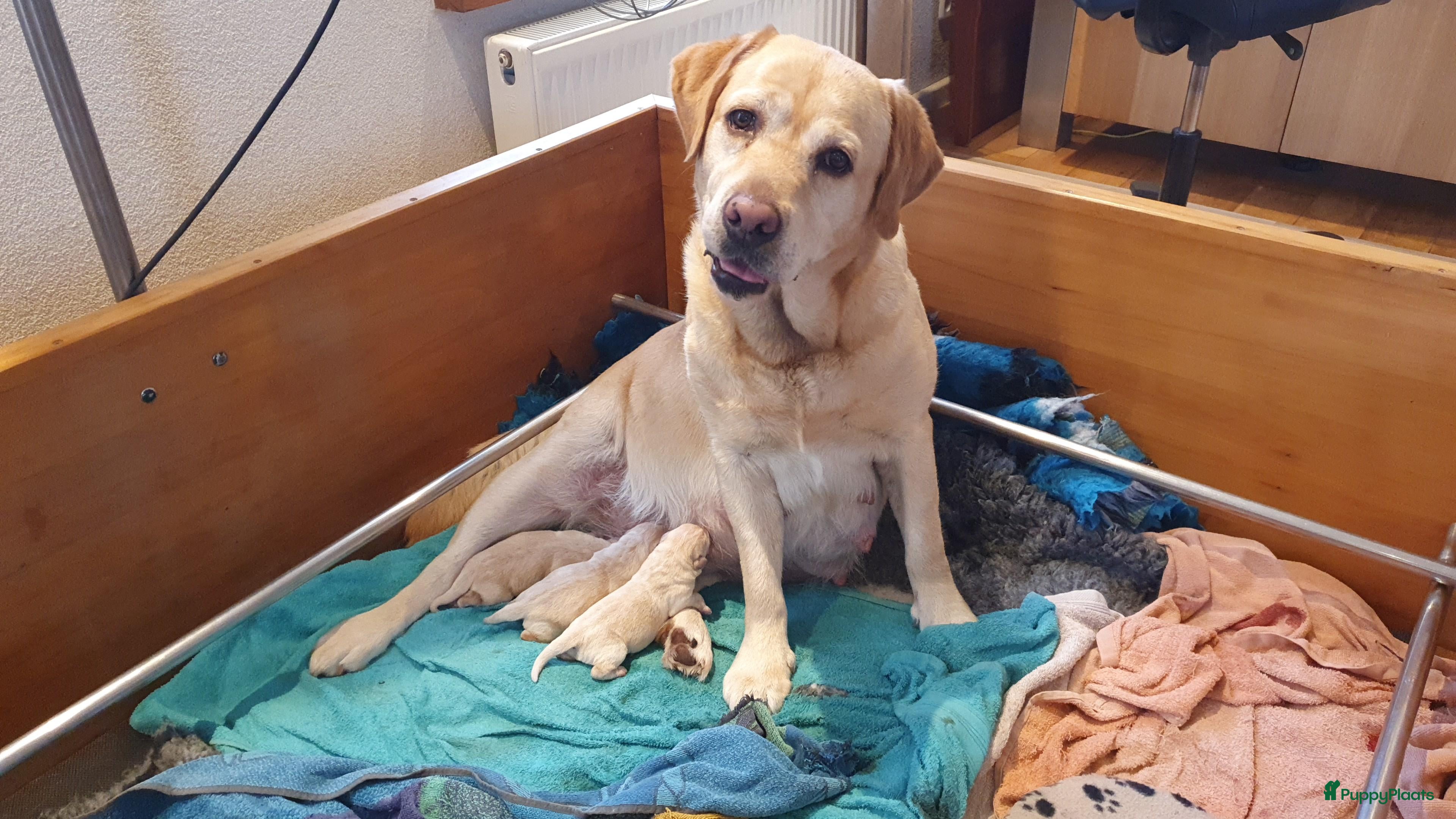 Labrador Retriever honden blonde labradorpups met FCI stamboom te koop - Advertentie 2