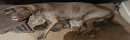 Cane Corso honden te koop: Cane Corso puppy's te koop - Advertentie 5